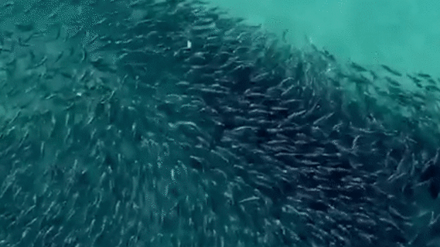 A school of fish in action